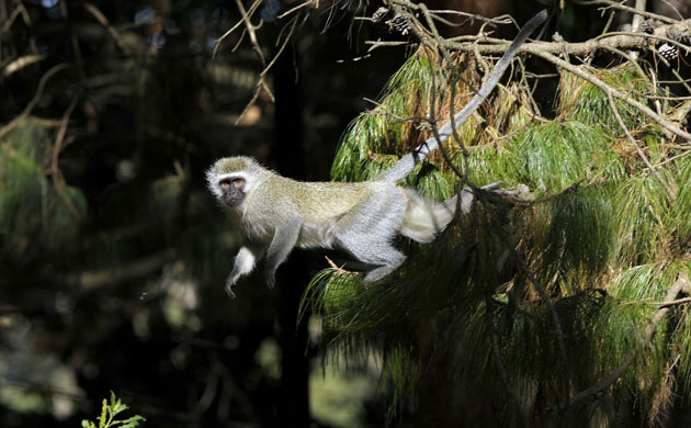Week in Wildlife:  A female vervet monkey 