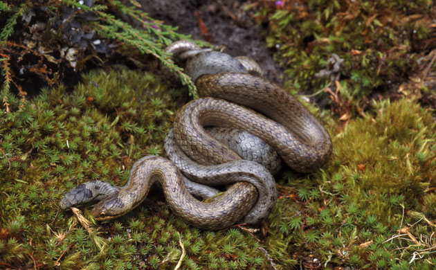Week in Wildlife: Smooth snakes 