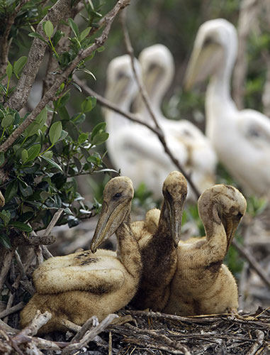 Week in Wildlife: Oil-covered Brown Pelican chicks