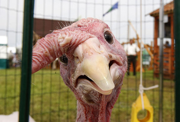 24 hours in pictures: Liavonavichi, Belarus: A turkey at an agricultural exhibition