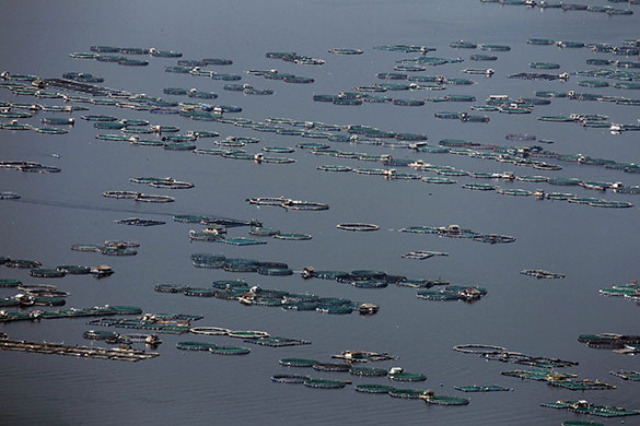 24 hours in pictures: A view of fish cages in a lake surrounding Taal Volcano 