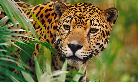 Jaguar on Jaguars Obsessed With Calvin Klein Scent   Environment   The Guardian