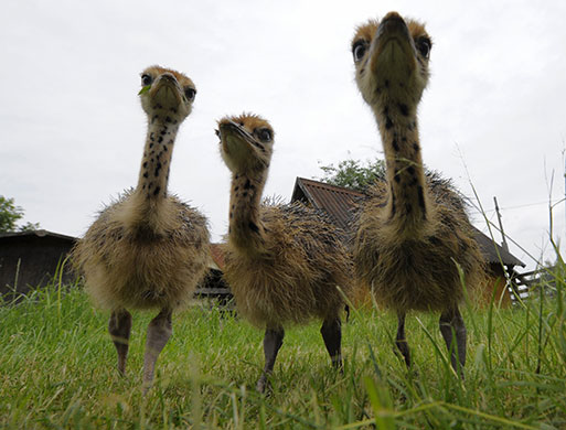 24 hours: Gerswalde, Germany: Young ostriches stroll over a meadow at an ostrich farm