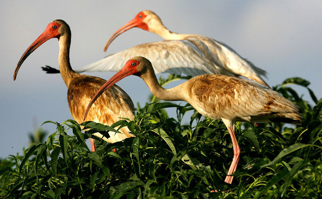 BP oil spill: Deepwater Horizon oil spill:  Three oil-coated white ibis 