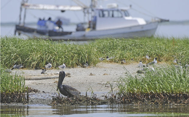 BP oil spill: Deepwater Horizon oil spill : a Brown Pelican coated in oil 