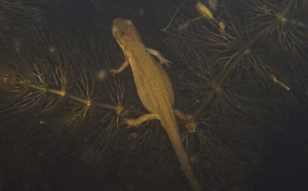 Pond life 2010: Photos Flickr group