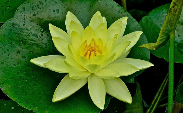 Pond life 2010: Photos Flickr group