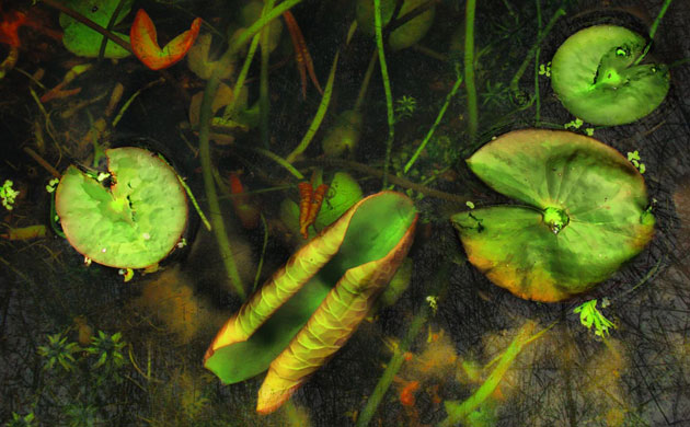 Pond life 2010: Photos Flickr group