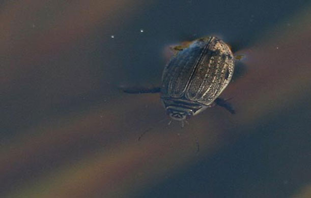 Pond life 2010: Photos Flickr group