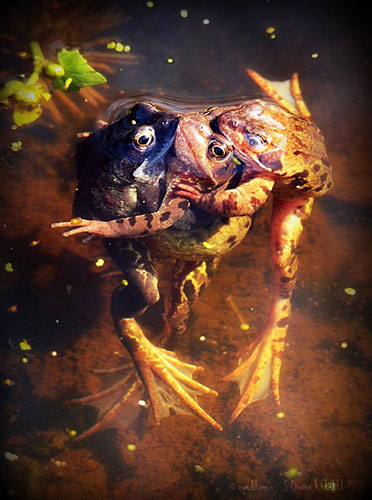 Pond life 2010: Photos Flickr group