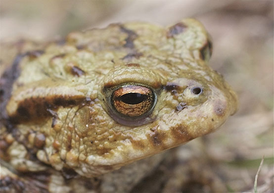 Pond life 2010: Photos Flickr group