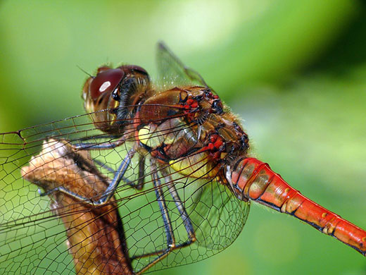 Pond life 2010: Photos Flickr group