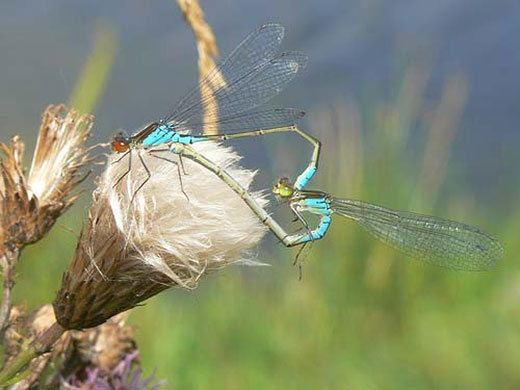 Pond life 2010: Photos Flickr group