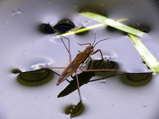 Pond life 2010: Photos Flickr group