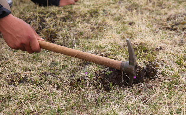 Caterpillar Fungus: Harvest around quake devasted Yushu, on Tibetan plateau, Qinghai, China