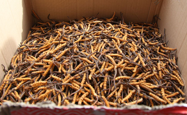 Caterpillar Fungus: Harvest around quake devasted Yushu, on Tibetan plateau, Qinghai, China