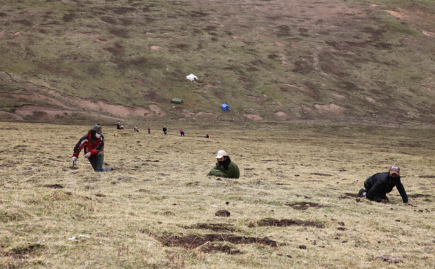 Caterpillar Fungus: Harvest around quake devasted Yushu, on Tibetan plateau, Qinghai, China