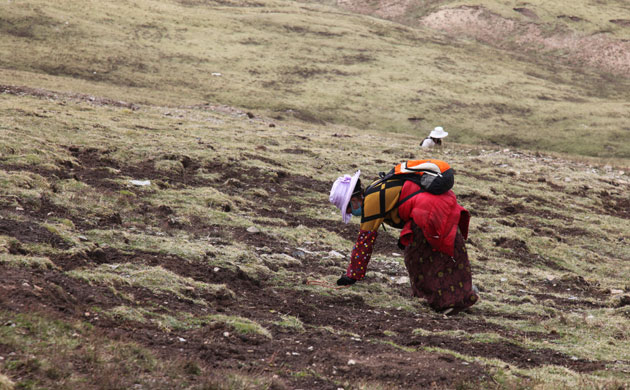 Caterpillar Fungus: Harvest around quake devasted Yushu, on Tibetan plateau, Qinghai, China