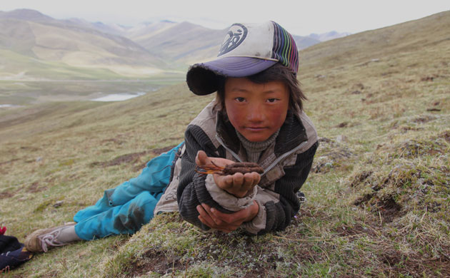 Caterpillar Fungus: Harvest around quake devasted Yushu, on Tibetan plateau, Qinghai, China