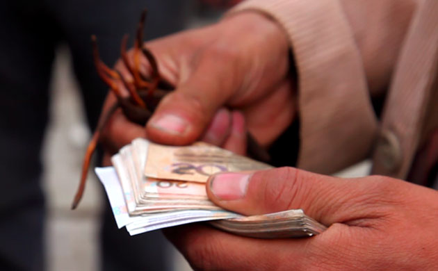 Caterpillar Fungus: Harvest around quake devasted Yushu, on Tibetan plateau, Qinghai, China
