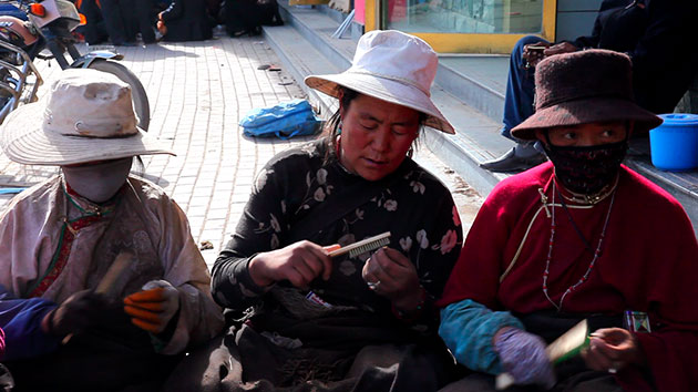 Caterpillar Fungus: Harvest around quake devasted Yushu, on Tibetan plateau, Qinghai, China