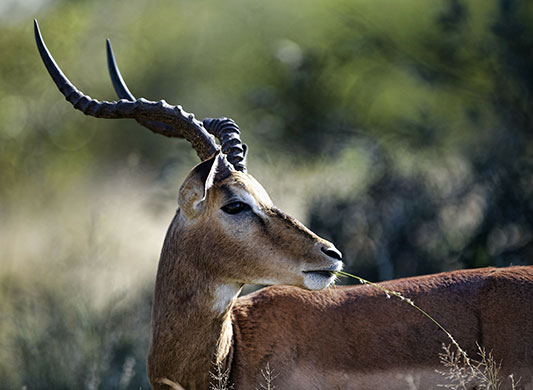 Week in wildlife: An Impala grazes at Kruger National Park