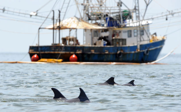 Week in wildlife: BP oil spill in the Gulf of Mexico
