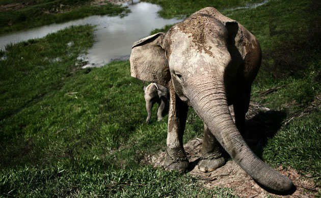 Week in wildlife: Sumatran Elephant's Threatened With Extinction In Indonesia