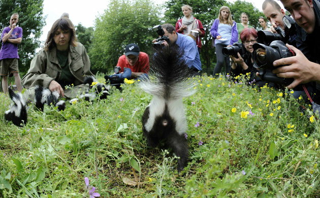 Week in wildlife: A young skunk is in the focus of photogr