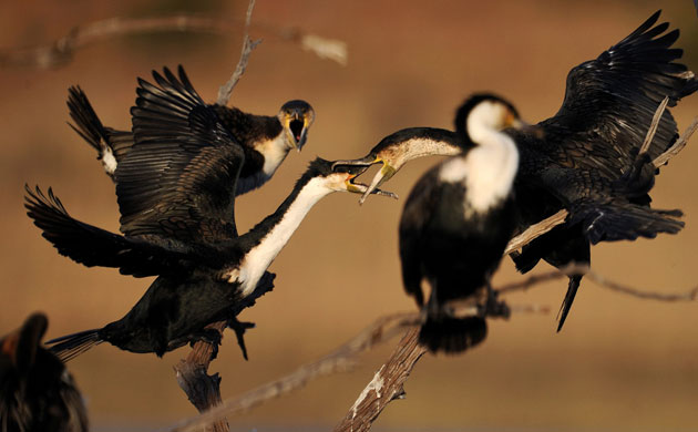 Week in wildlife: water birds at Pilanesberg National Park 
