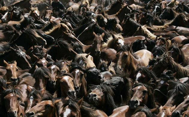 Week in wildlife: Horses run during the 