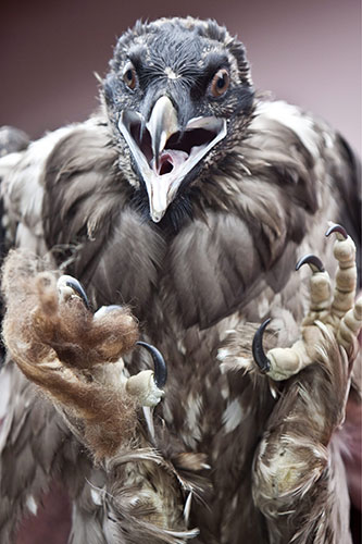 Week in wildlife: A young bearded vulture reintroduced into the wild