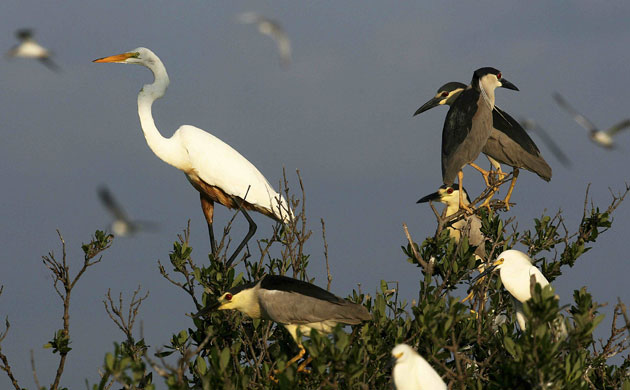 Week in wildlife: An oiled crane sits on a tree limb on a small island near Grand Isle