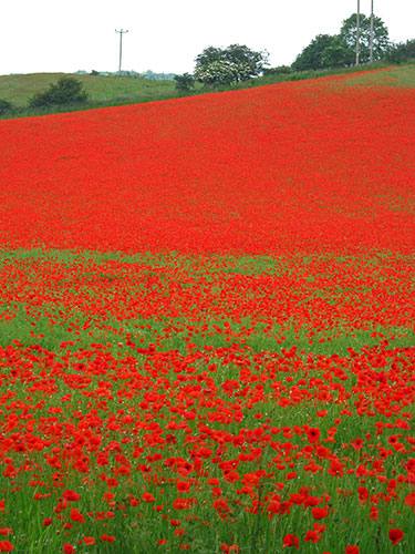 Week in wildlife: Poppies in field near Bewdley
