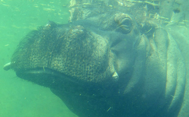 Week in wildlife: A hippopotamus makes its way through the