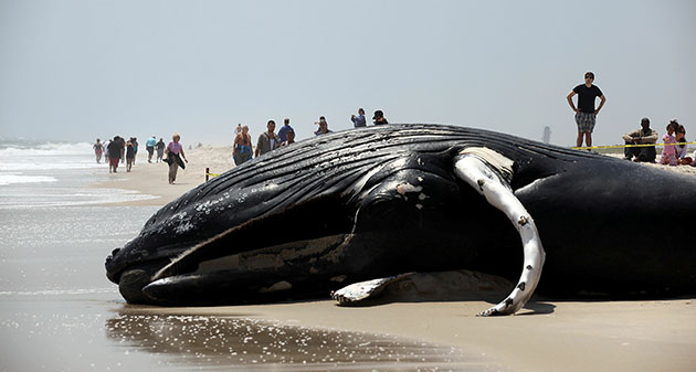 Week in wildlife: Whale Washes Ashore On Long Island Beach