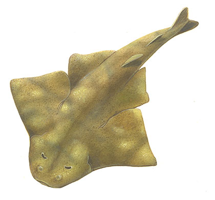 Endangered Species: Angel shark Brin Edwards