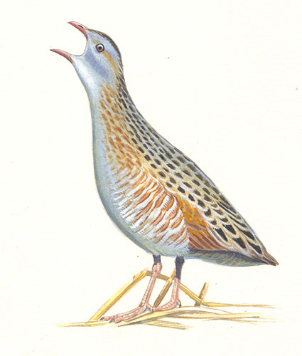 Endangered Species: Corncrake amended