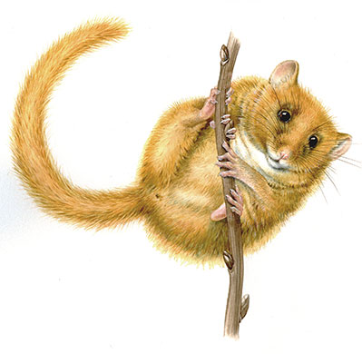 Endangered Species: Dormouse