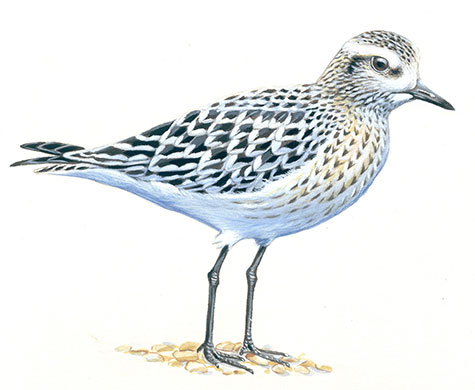Endangered Species: Grey plover