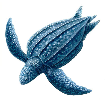 Endangered Species: Leatherback turtle