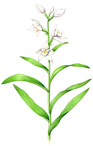 Endangered Species: Narrow- leaved helleborine