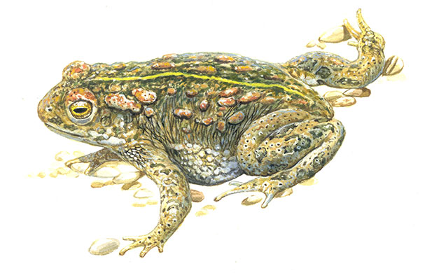 Endangered Species: Natterjack toad