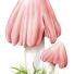 Pink Waxcap