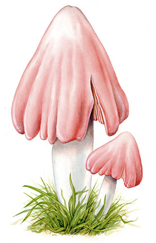 Endangered Species: Pink Waxcap