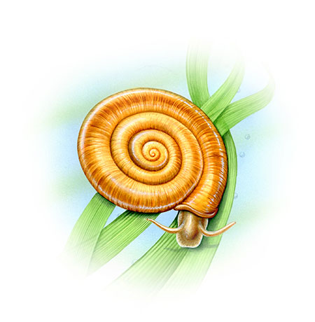 Endangered Species: Ramshorn snail