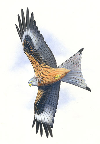 Endangered Species: Red kite