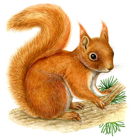 Endangered Species: Red Squirrel