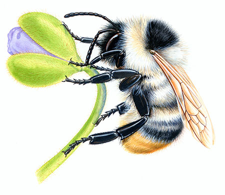 Endangered Species: Shrill Carder Bumblebee