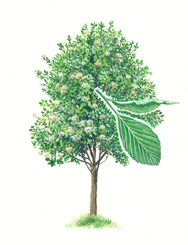 Endangered Species: Whitebeam